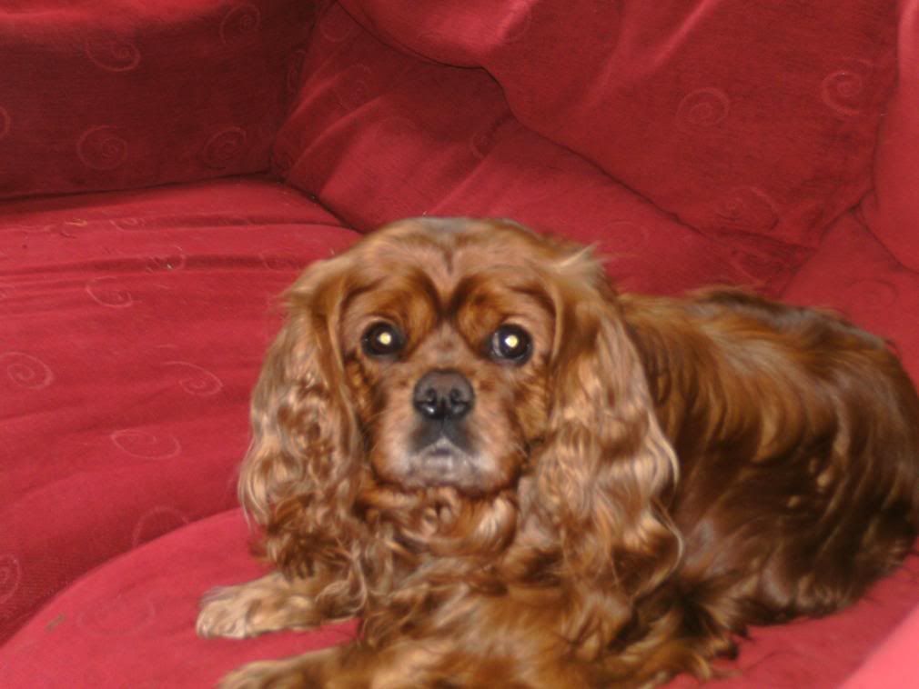 Handsomest Purebred Dog 2008 - Page 2